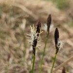 Carex montana Λουλούδι