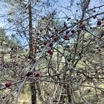 Crataegus laciniata Frukt