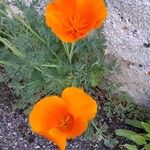 Eschscholzia californica फूल