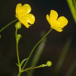 Ranunculus flammula Fula
