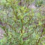 Ludwigia erecta Blatt