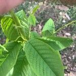 Prunus padus Leaf