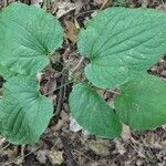 Smilax herbacea ഇല