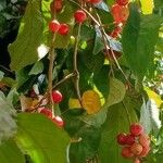 Flacourtia jangomas Fruit