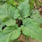 Arctium nemorosum Folla