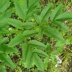 Angelica razulii Leaf