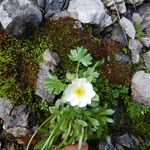 Ranunculus alpestris Leaf