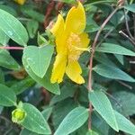 Hypericum hookerianum Leaf