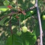 Prunus avium ফল