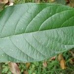 Citharexylum myrianthum Blatt