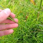 Dichanthium aristatum Habitus