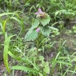 Lamium purpureumBlomma