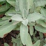 Salvia fruticosa 葉