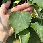 Tilia cordataList