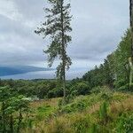 Pinus caribaea Habitat