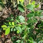 Ilex coriacea Leaf