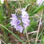 Veronica austriaca Fiore