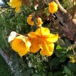 Fremontodendron californicum Flor
