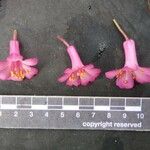 Rhododendron abietifolium Flower