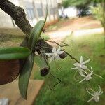 Aerangis calantha