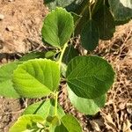 Cordia dichotoma Leaf