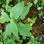 Stachys floridana Blad