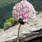 Allium polyanthum Цветок