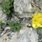 Ranunculus breyninus Fulla