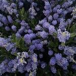 Ceanothus thyrsiflorusFlor