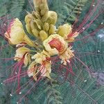 Caesalpinia gilliesiiЦветок