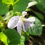 Viola sororia Кветка