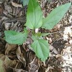 Thunbergia laevis Blad