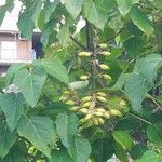 Paulownia tomentosaBlad