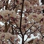 Tabebuia roseoalba Blüte