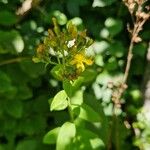 Hypericum hirsutum Fula