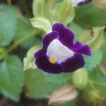 Torenia fournieri Flower