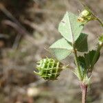 Medicago truncatula Frucht