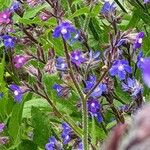 Anchusa azureaКветка