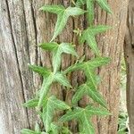 Hedera nepalensis Deilen