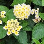 Lantana canescens Kvet