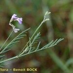 Astragalus austriacus Other