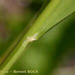 Piptatherum virescens Φλοιός