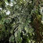 Dalbergia latifolia Lehti