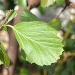 Cercocarpus montanus Foglia