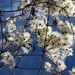 Clematis vitalba Habit