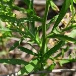 Lepidium densiflorum Fuelha