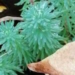 Myriophyllum aquaticum Leaf