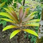 Ceratozamia mexicana पत्ता