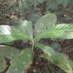 Trichostachys aurea Hoja