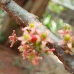 Spondias purpurea Flower